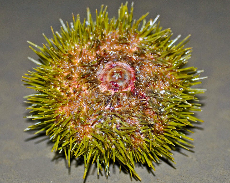 Mister Meatball: Fresh Maine sea urchin