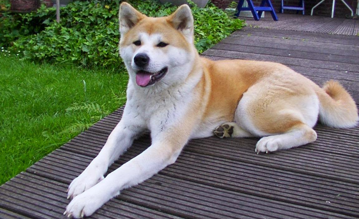 http://gonggongku.blogspot.com/2013/03/mengenal-beberapa-jenis-anjing.html