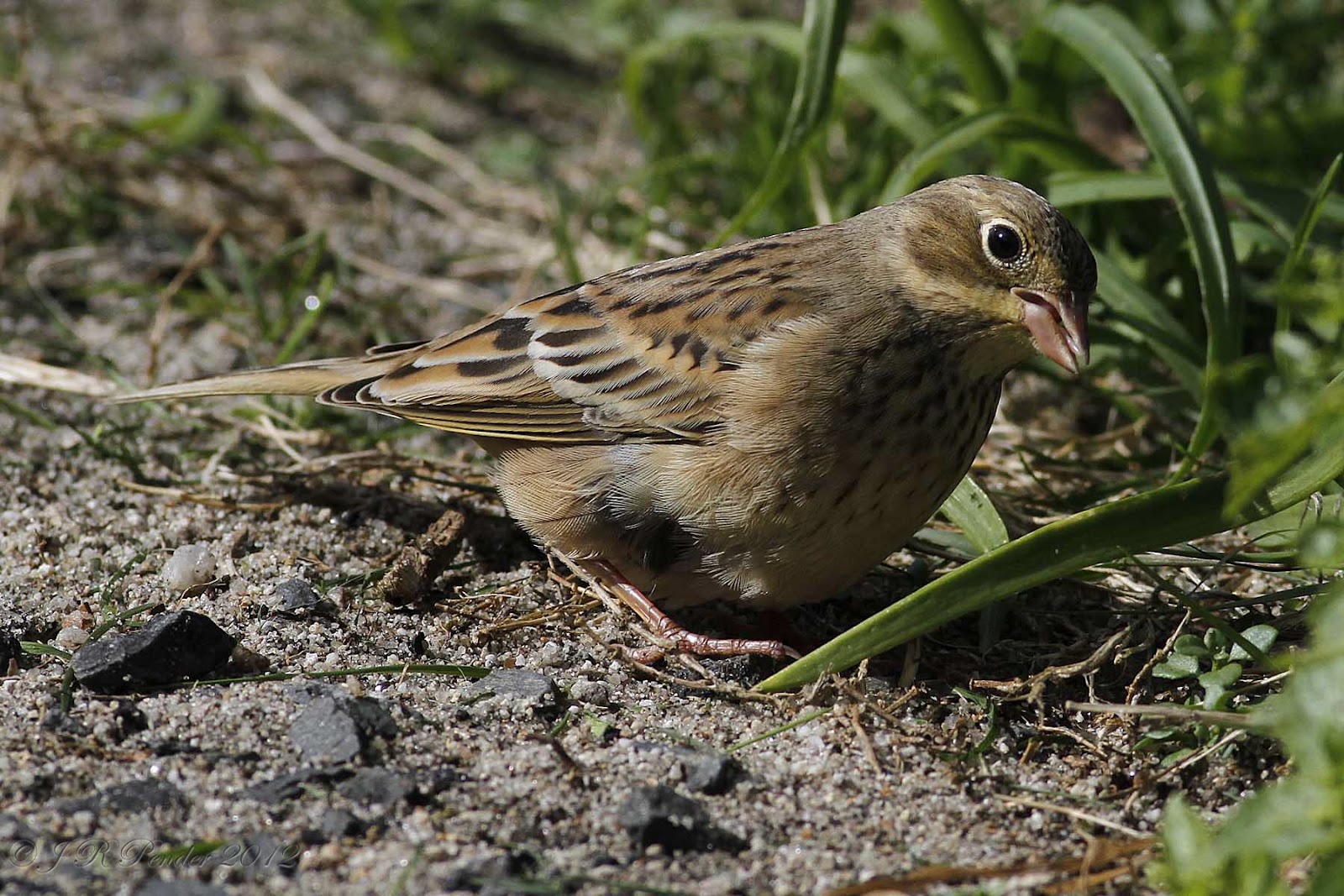 Joe Pender Wildlife Photography Ortolan Bunting