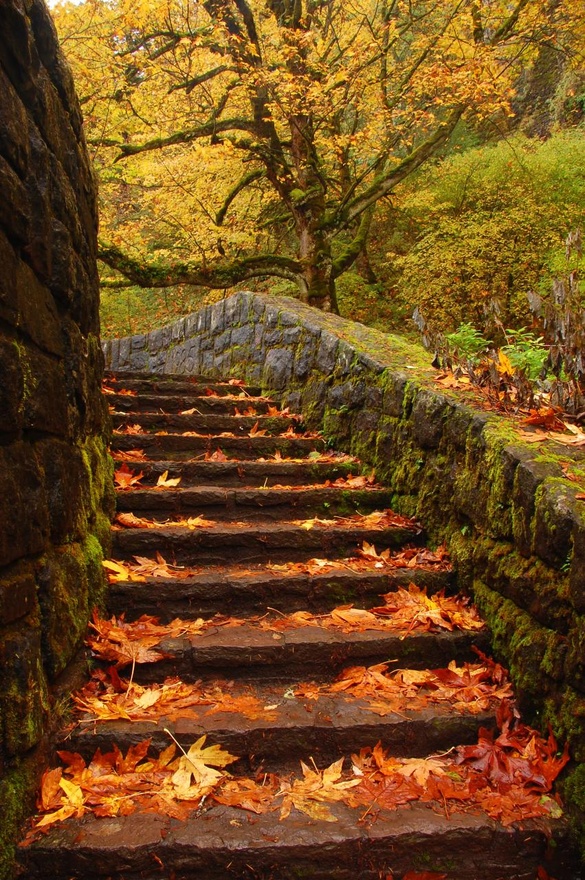 Whimsically Homemade: Wordless Wednesday - Fall