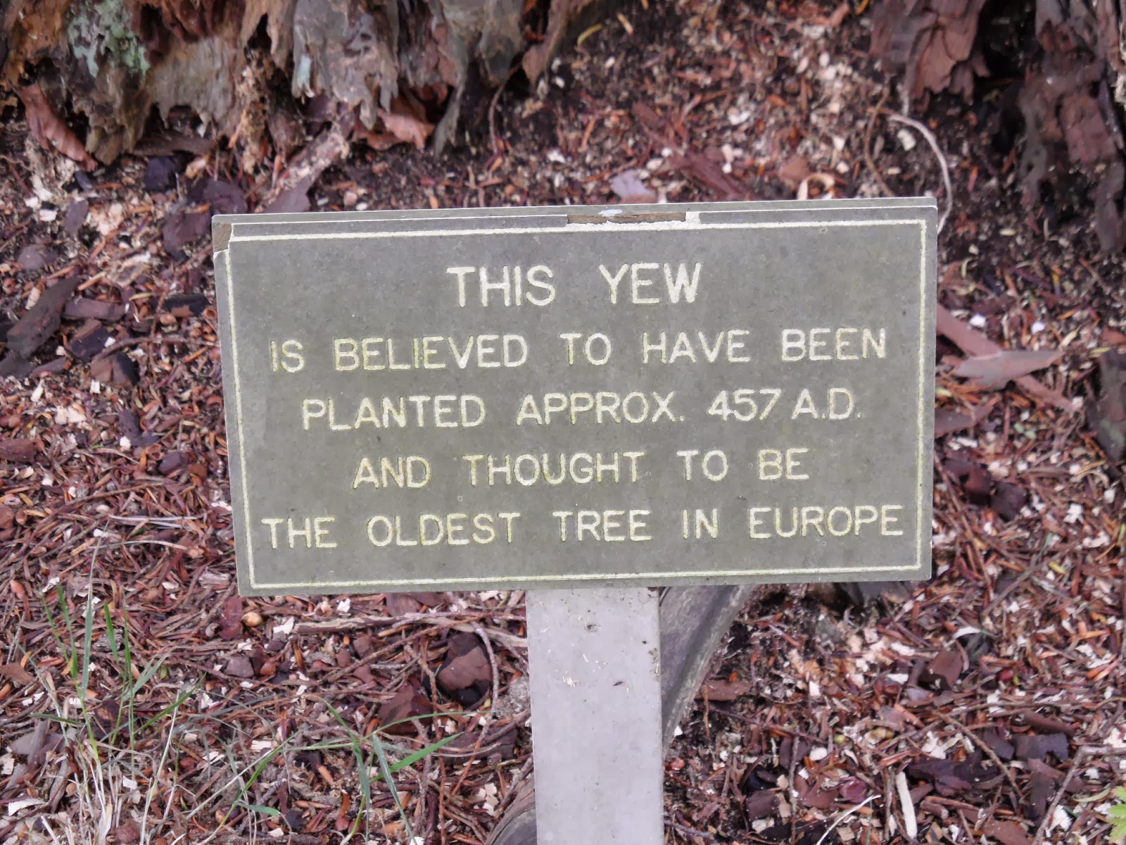 The Old Crone's Country Chronicles The Oldest Tree in Europe?