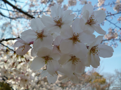 桜 桜