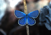 a royal blue butterfly with white edges sitting on a stick