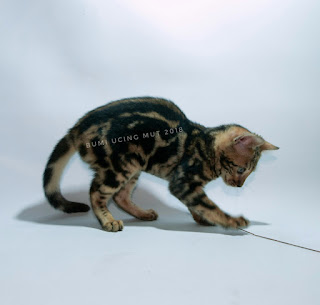 KUCING BENGAL INDONESIA: JUAL KUCING KITTEN BENGAL MURAH