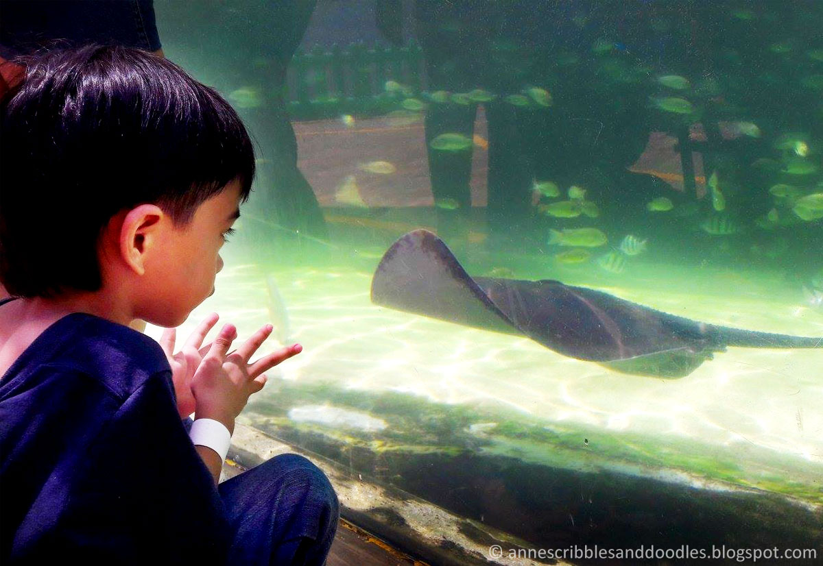 Manila Ocean Park: Sharks and Rays Encounter | Anne's Scribbles and Doodles