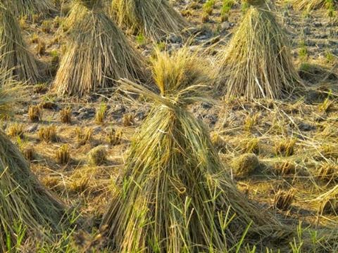 稻草最理想去處 製成有機肥、再回歸土壤