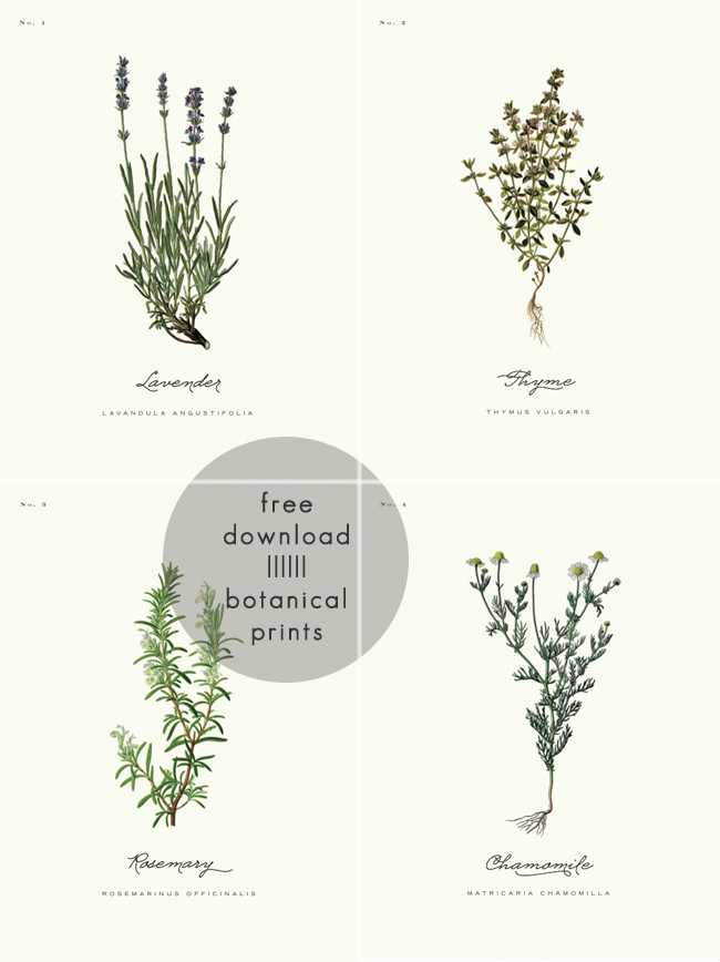 A Daily Something Free Printable Botanical Prints 01