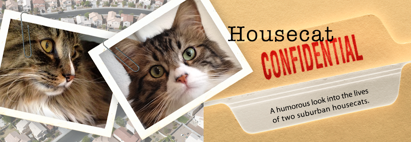 Housecat Confidential