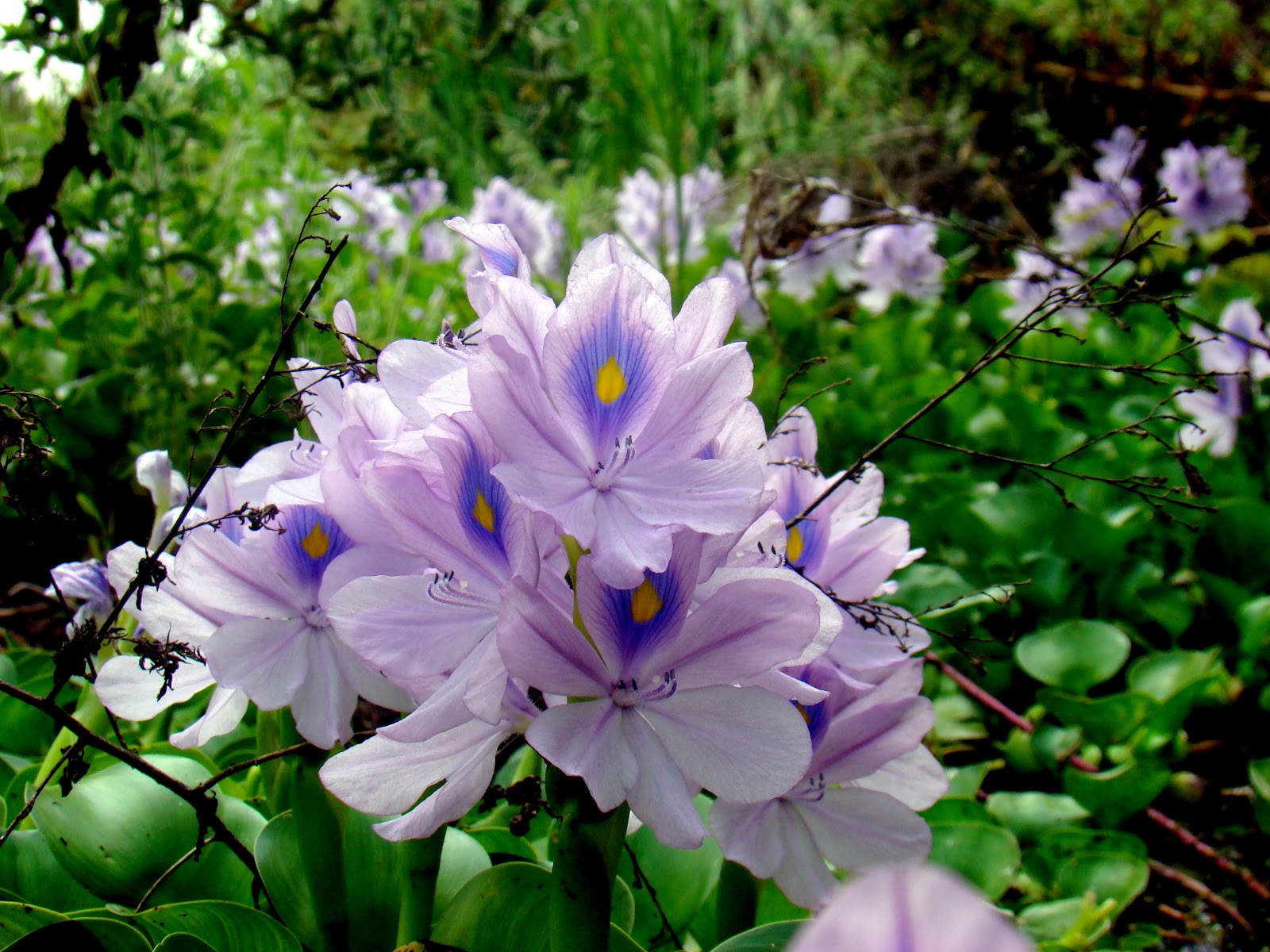 water-hyacinth