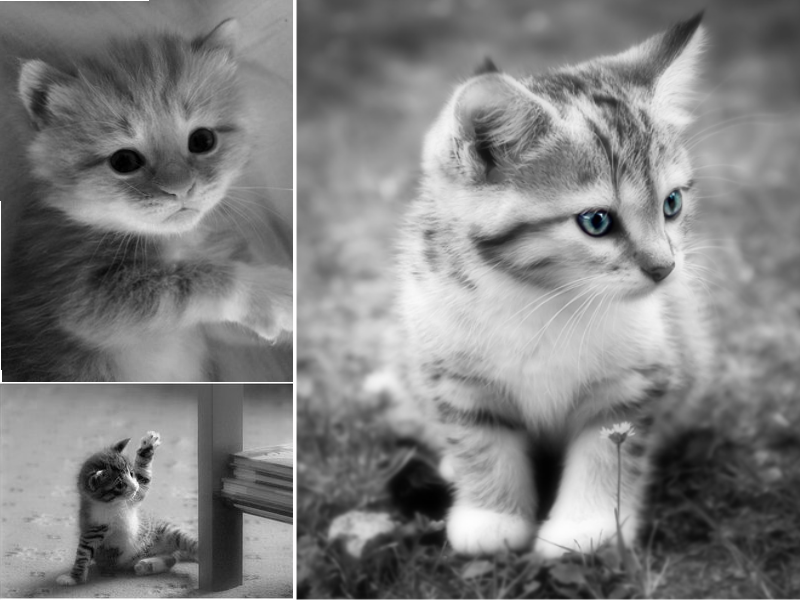 Kedi Sevgisi