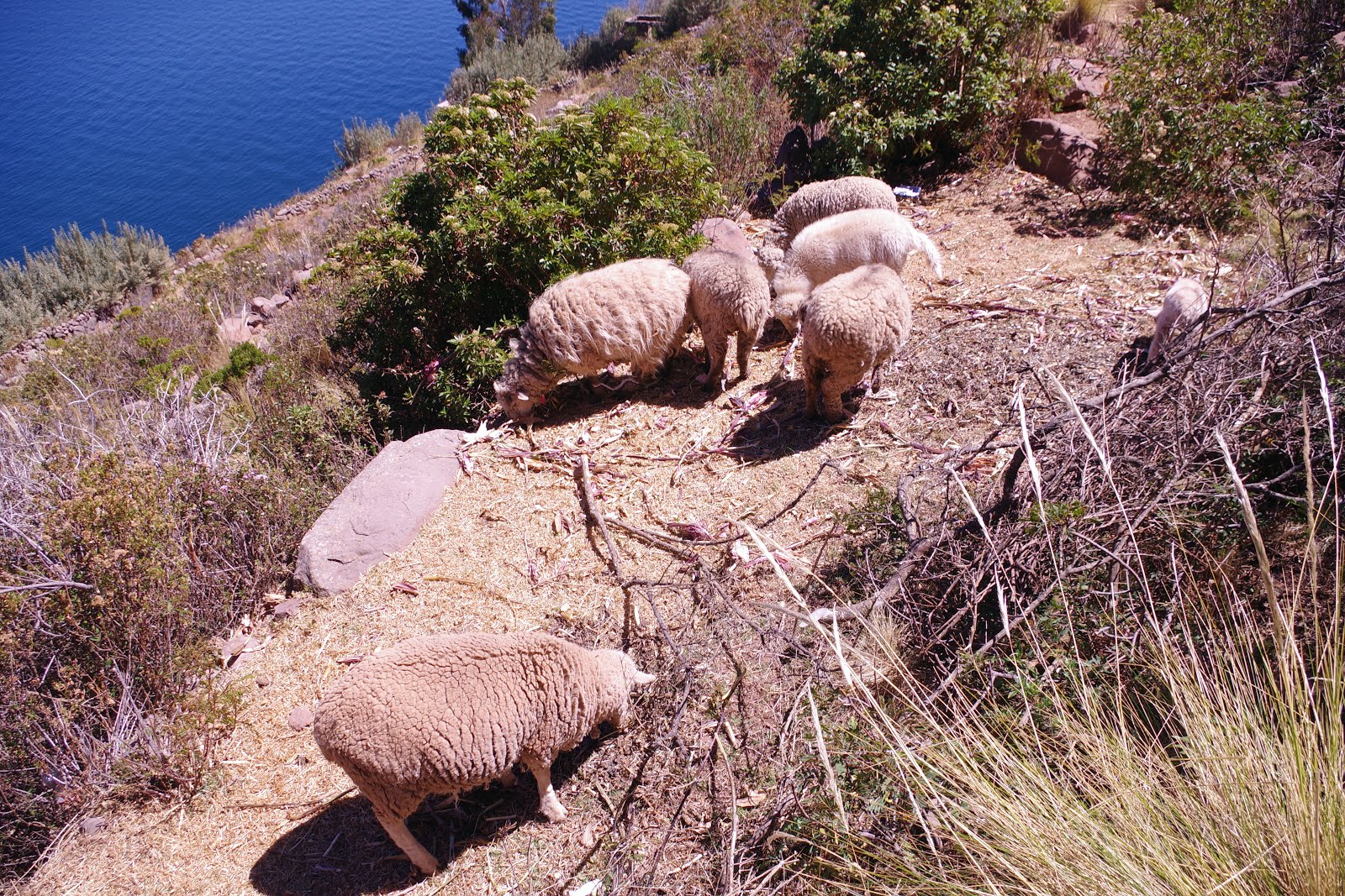 Taquile - sheep