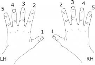 fingering for the major scale