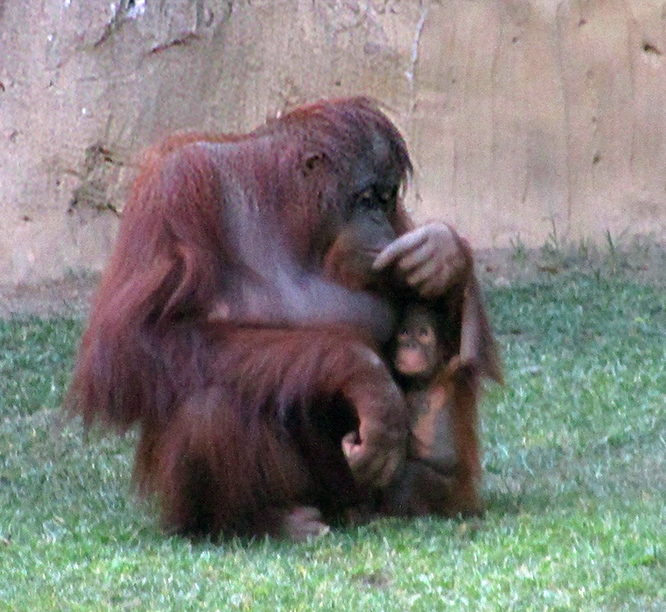 A Sloth In Spanish Moving with Mitchell