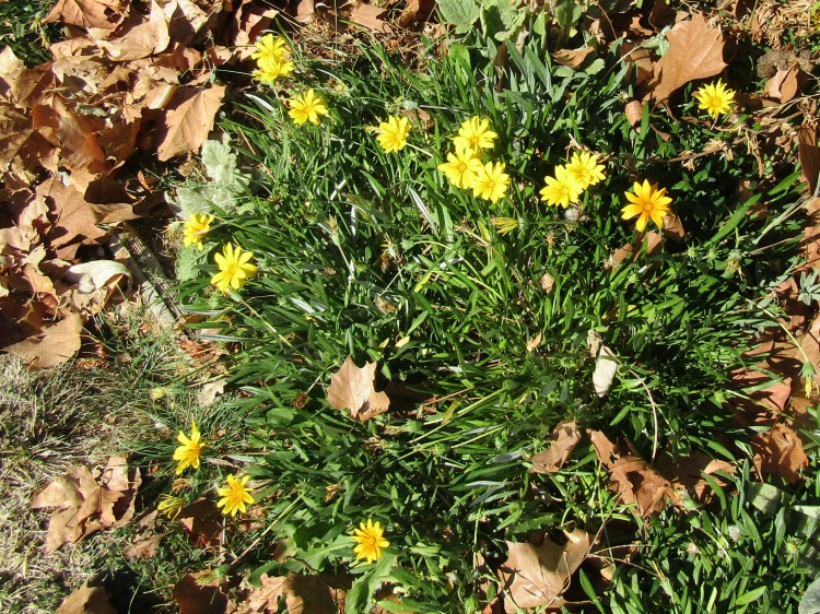 What's in Bloom at the End of October in Paso Robles? Walk with me through my Paso Robles neighborhood to see what's blooming.