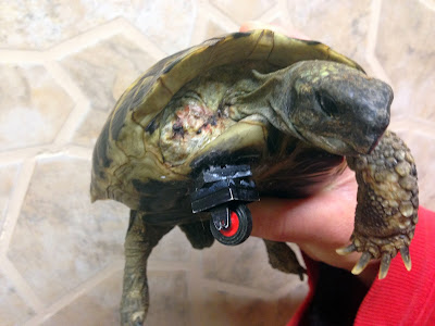 A person holds up a turtle with an artificial limb made of Lego bricks in Neuried, southern Germany. A first attempt to help the animal, that was found severely injured in a garden, failed, as the first prosthetis made of a Lego double-wheel prevented the turtle to corner.