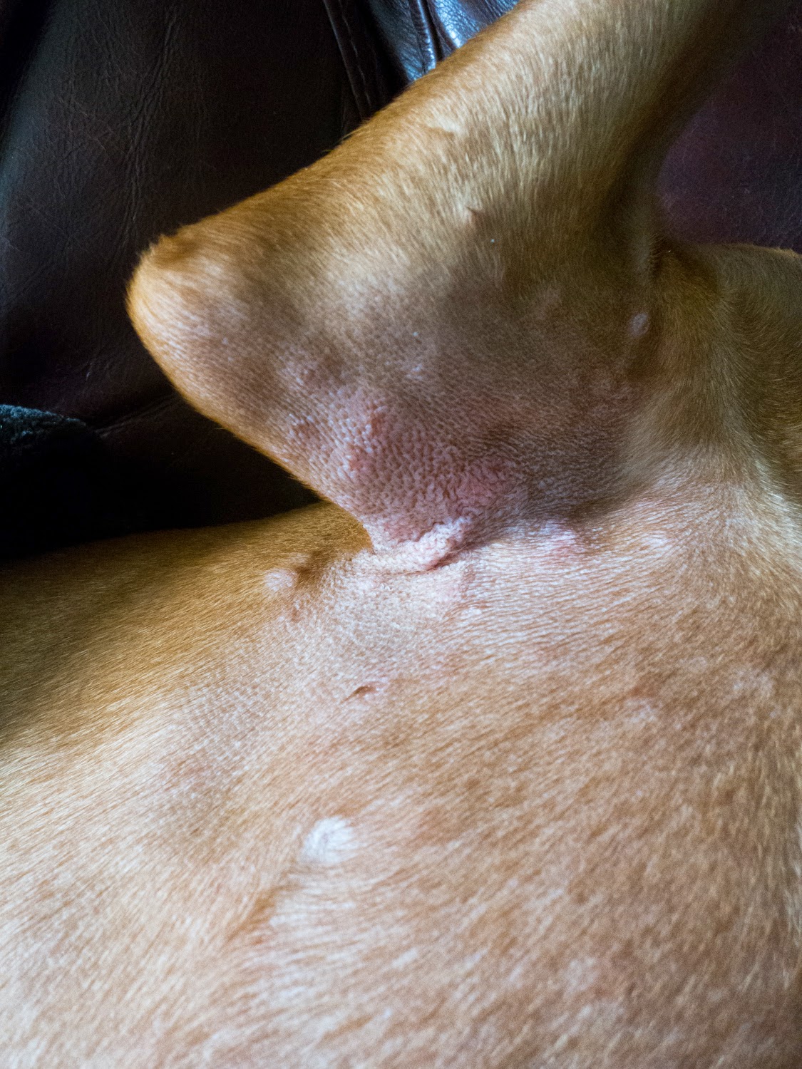 Whiskey Girl The Vizsla Puppy Bumps And Rashes And Fleas Oh My