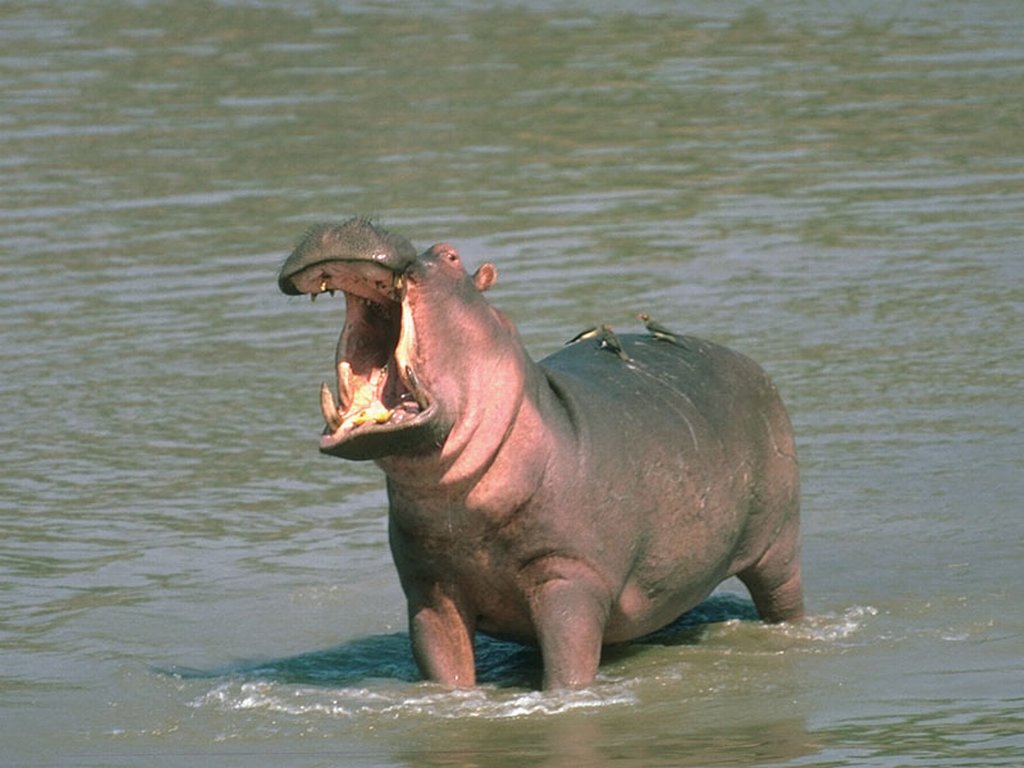 Hippopotamus Latest Profile And Pictures | All Wildlife Photographs