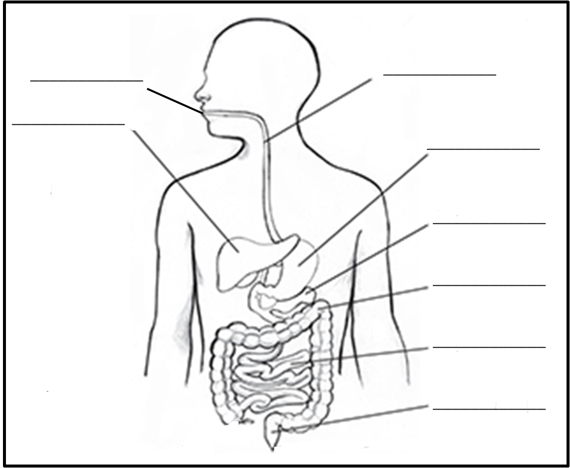 Digestive System Blank Diagram For Kids Sketch Coloring Page