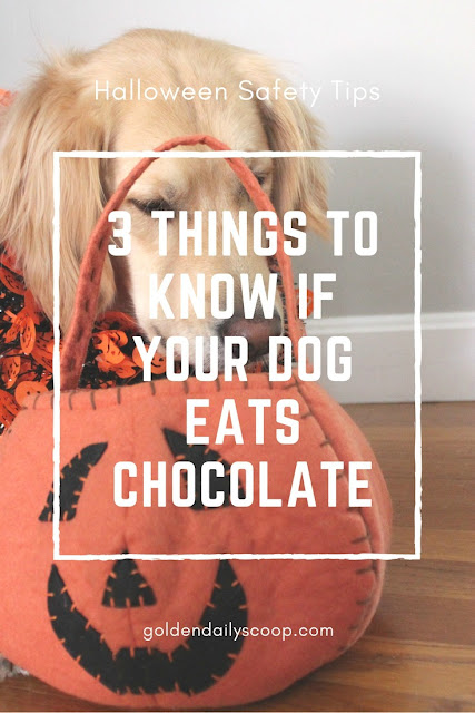 what to do if your dog eats chocolate Halloween safety tips for pets