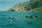 Playing with the Dolphins   Baja Mexico