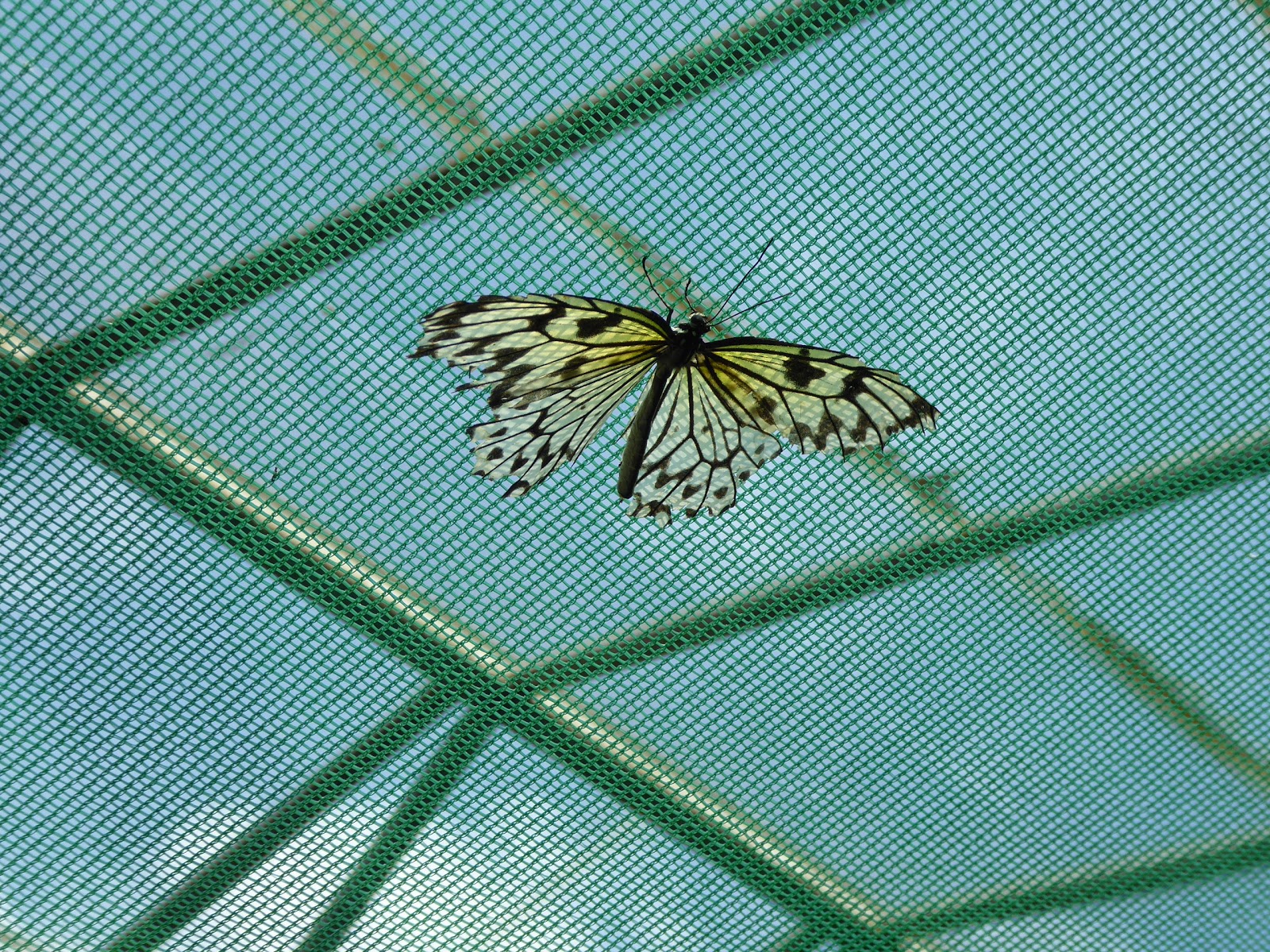Codlinsandcream2 Butterflies and Part 1 Berkeley Castle