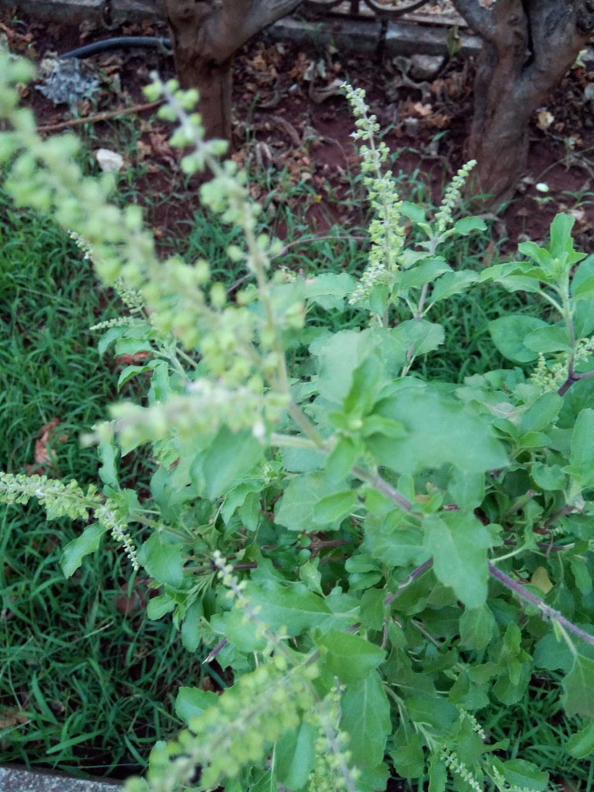 Garden Care Simplified How to grow Tulsi Holy Basil