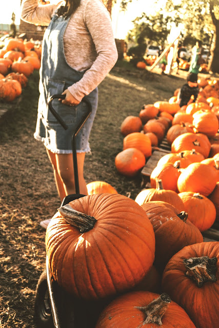 Spend The Day At A Pumpkin Patch