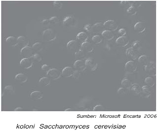 Gambar Saccharomyces cerevisiae