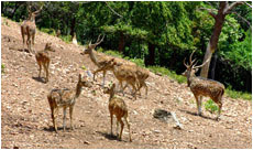 Taptapani Deer Park, Berhampur