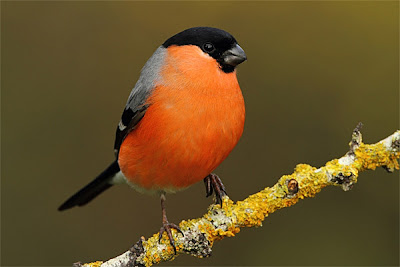 Bullfinch