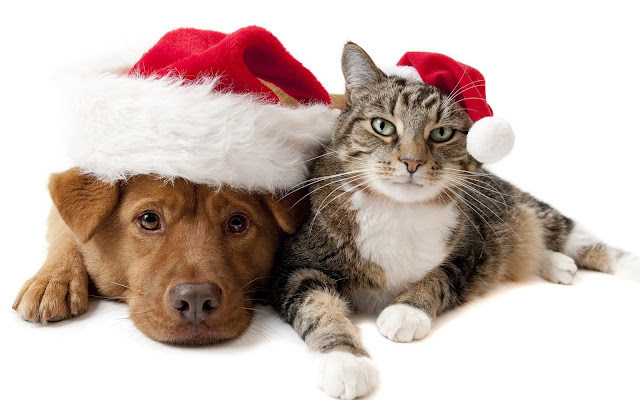 Christmas wallpaper with cat and dog