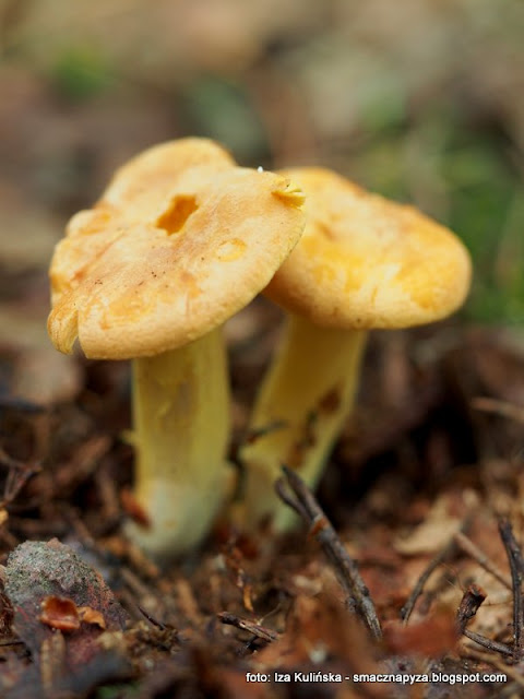 pieprznik-jadalny kurka, kurki, grzyby jadalne, grzybobranie, podlasie, jaki to grzyb, atlas grzybow, na grzyby