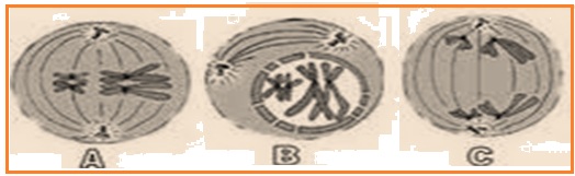 PREDIKSI UN BIOLOGI 82,5 INTI SARI BIOLOGI