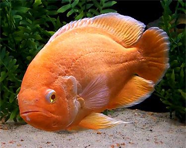 Mengenal Jenis Ikan Oscar Dan Perawatannya Dokter Ikan