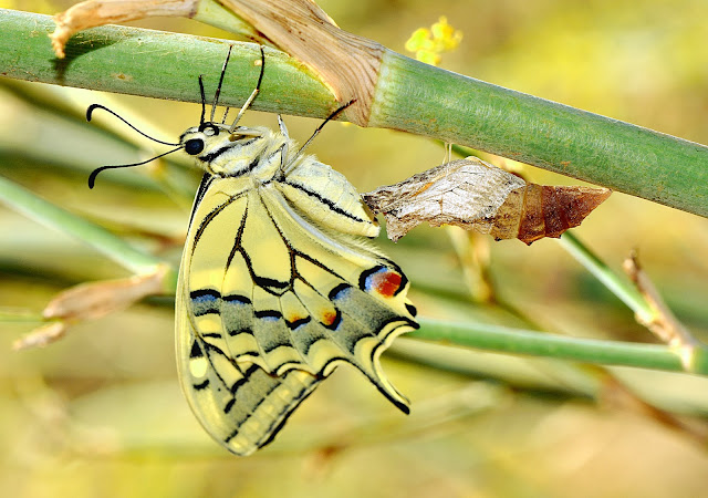 EMERGENCIA DE PAPILIO MACAON