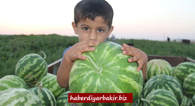 Diyarbakır'da karpuz hasadı devam ediyor Diyarbakır'da karpuz hasadı devam ediyor