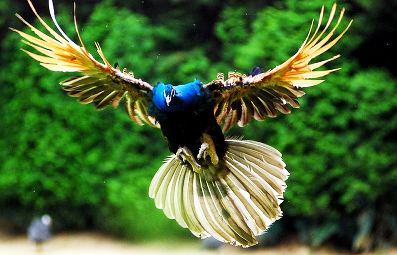 Gambar Burung Terbang Cantik | Kumpulan Gambar Bagus