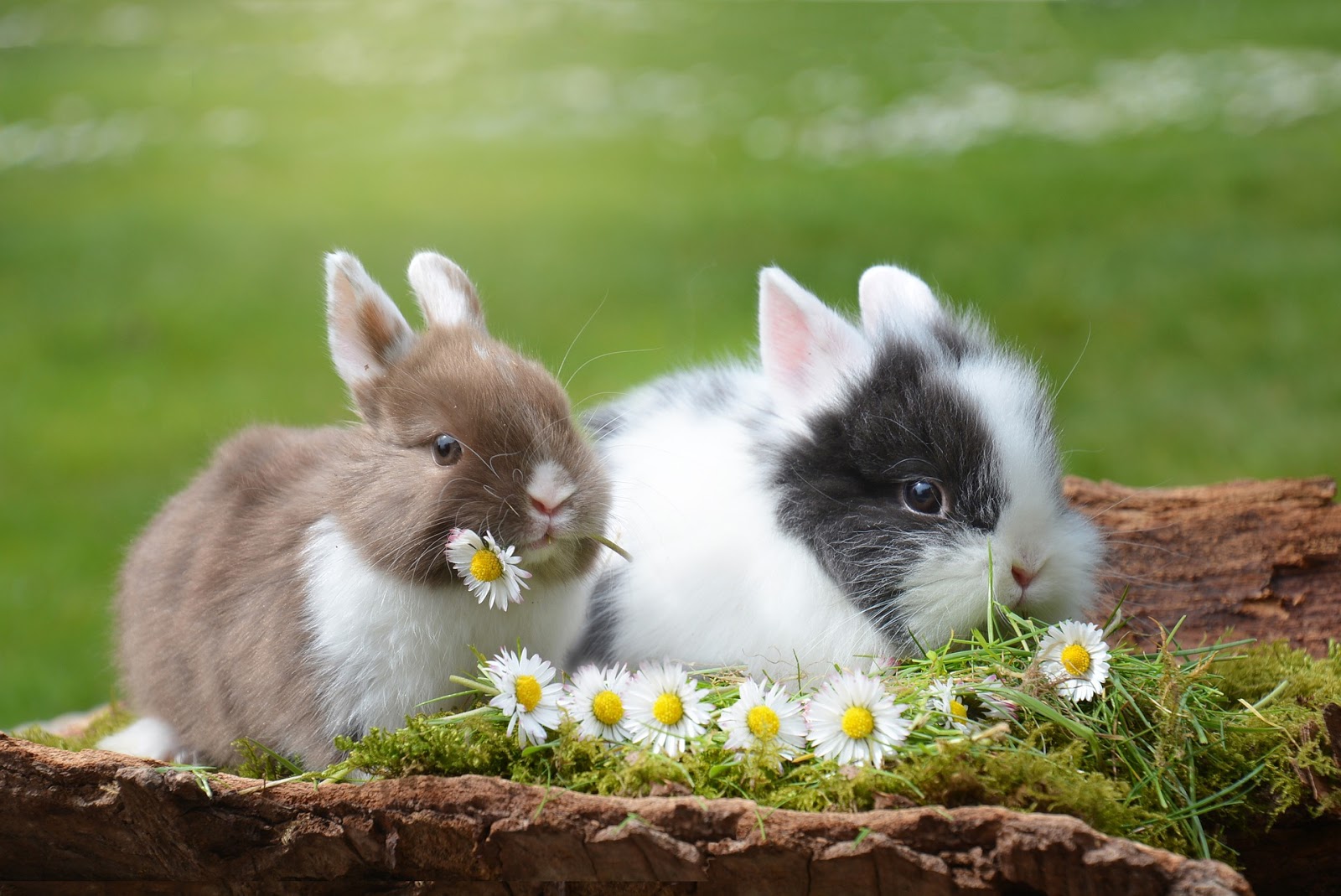 Countrified Hicks Adopting and Raising a Dwarf Rabbit