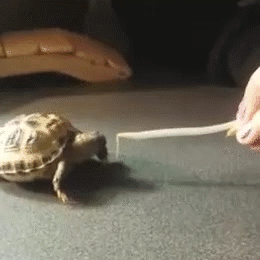 Funny animal gifs - part 138 (10 gifs) | Amazing Creatures