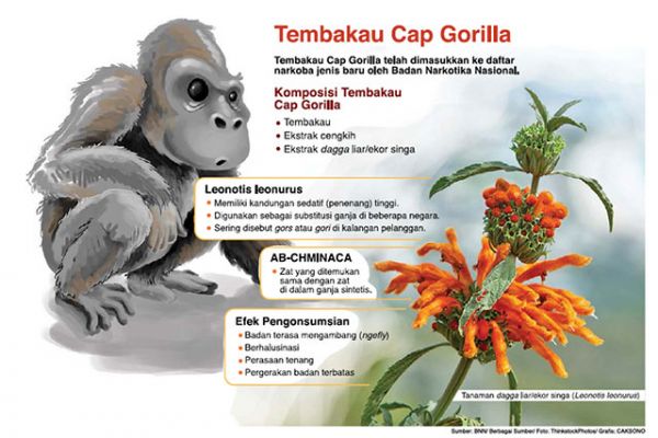 Hati-hati Wahai Perokok! Tahukah Anda, Tembakau Gorila Yang Sebelumnya Pernah Diminati Kawula Muda Sudah Masuk Daftar Narkotik Jenis Baru Lho! Hati-hati Wahai Perokok! Tahukah Anda, Tembakau Gorila Yang Sebelumnya Pernah Diminati Kawula Muda Sudah Masuk Daftar Narkotik Jenis Baru Lho!