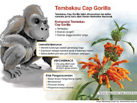 Hati-hati Wahai Perokok! Tahukah Anda, Tembakau Gorila Yang Sebelumnya Pernah Diminati Kawula Muda Sudah Masuk Daftar Narkotik Jenis Baru Lho! Hati-hati Wahai Perokok! Tahukah Anda, Tembakau Gorila Yang Sebelumnya Pernah Diminati Kawula Muda Sudah Masuk Daftar Narkotik Jenis Baru Lho!