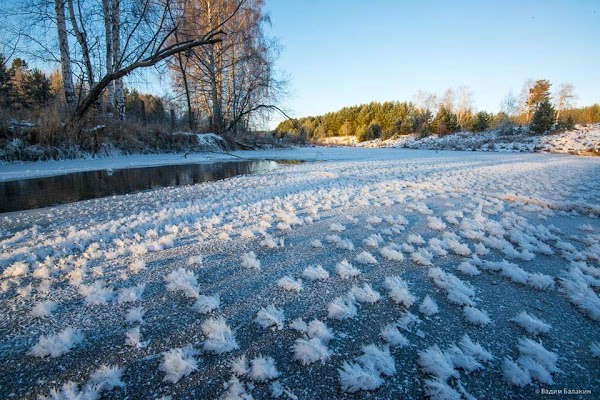 FOTOS: Misteriosas flores de hielo 'crecen' en la superficie congelada de un río en Rusia. FOTOS: Misteriosas flores de hielo 'crecen' en la superficie congelada de un río en Rusia.