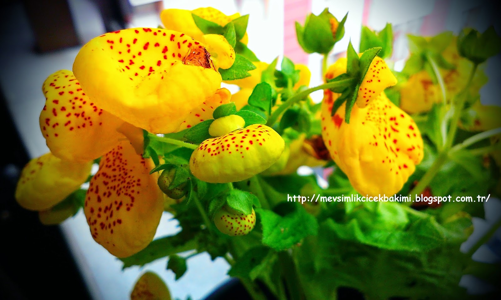 ÇANTA ÇİÇEĞİ BAKIMI (Calceolaria Biflora) Çiçek Bakımı, Çiçek