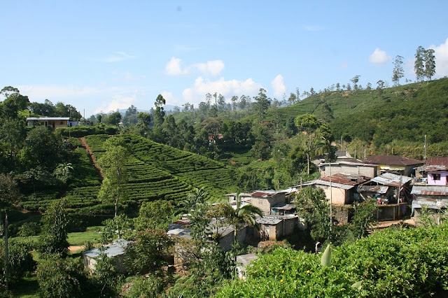 Tea plantations Sri Lanka Tea plantations Sri Lanka