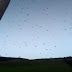 Morador registra 'chuva de aranhas' em cidade do Sul de MG; bióloga explica fenômeno