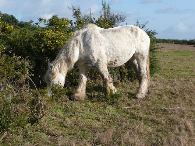 Les chevaux mulassiers dans les landes de Cojoux entretiennent la lande