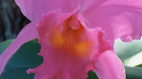 La Flor Nacional de Colombia