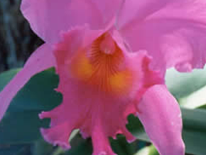 La Flor Nacional de Colombia
