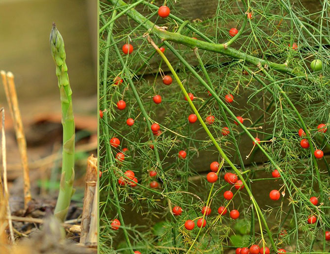 10 poisonous foods that we eat every day PHOTOS0