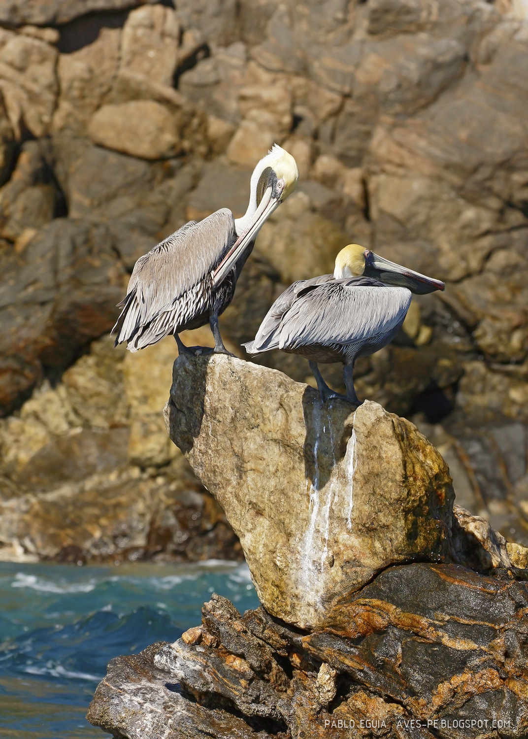 mis fotos de aves: Pelecanus occidentalis Pelícano Pardo Brown Pelican